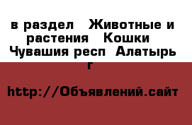  в раздел : Животные и растения » Кошки . Чувашия респ.,Алатырь г.